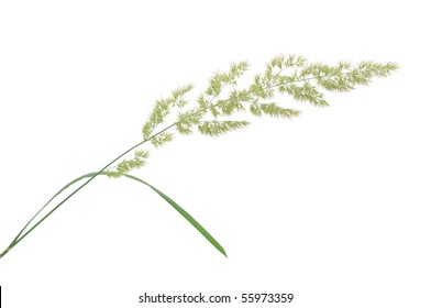 Decorative Wild Grass. Isolated On White.