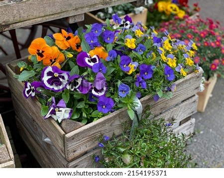 Decorative wooden box with blooming Viola Cornuta pansies flowers in vibrant colors close up, outdoor decoration with heartsease pansy flowers