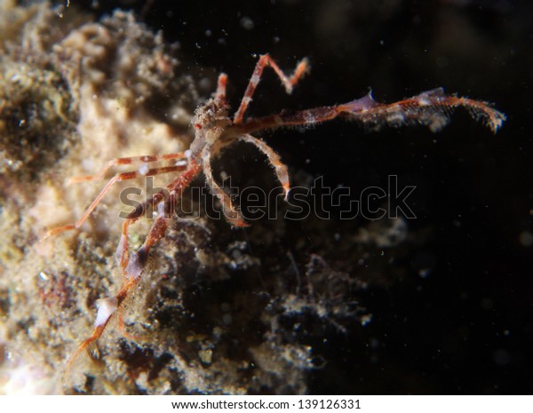 Decorator Spider Crab Achaeus Stock Photo Edit Now 139126331