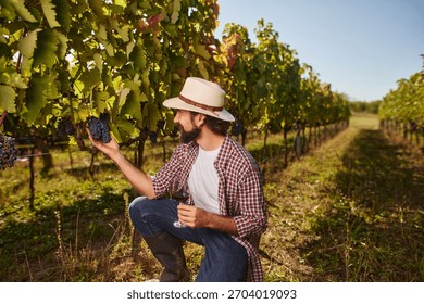A dedicated vineyard worker is kneeling down to pick ripe grapes from the vine in a family-run vineyard under bright sunlight. The lush landscape showcases rows of healthy vines.