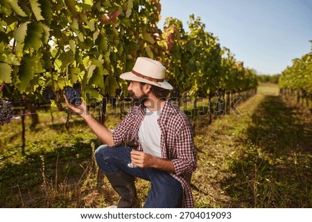 A dedicated vineyard worker is kneeling down to pick ripe grapes from the vine in a family-run vineyard under bright sunlight. The lush landscape showcases rows of healthy vines.