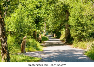 Deenagh woodland trail in Killarney