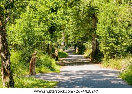Deenagh woodland trail in Killarney