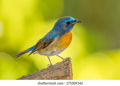 Deep blue of Chinese Blue Flycatcher(Cyornis glaucicomans) act on the wood in nature  - Shutterstock ID 175309142