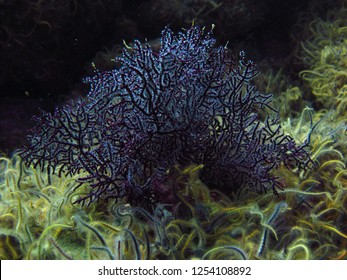 Deep Blue Coral In A Kelp Forest