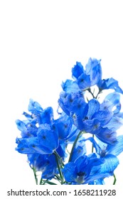 Deep Blue Flowers Of Delphinium Isolated On A White Background