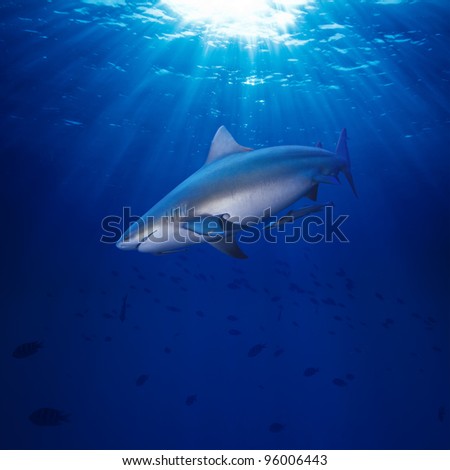 Deep blue ocean water surface dangerous bull-shark highlighting with sunrays looking for victim