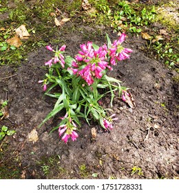 Deep, Bright Pink Rock Candy Perennial Set In Garden 