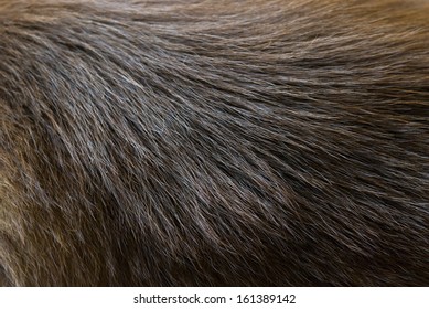 Deep Brown Dog Fur Texture