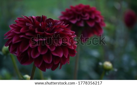 Deep burgundy dahlia bloom (formal decorative type) against a background of other dahlias and foliage,beautiful flowers,close-up.