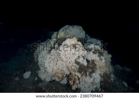 Deep cold water coral in norway