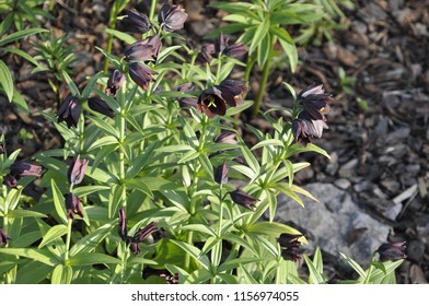 Deep Dark Brown Flowers Of Fritillaria Camschatcensis (L.) Ker Gawl. Or Kamchatka Lily. 