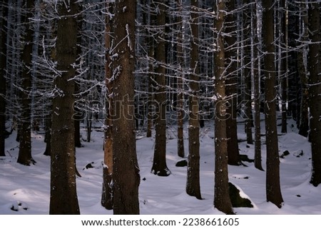deep dark forest in the middle of harsh winter