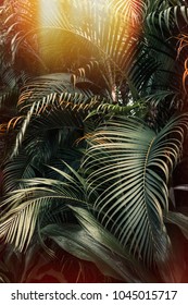 Deep Dark Green Palm Leaves Pattern With Bright Orange Sun Flare Effect. Creative Layout, Toned, Vertical