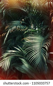 Deep Dark Green Palm Leaves Pattern With Bright Orange Sun Flare Effect. Creative Layout, Toned, Vertical