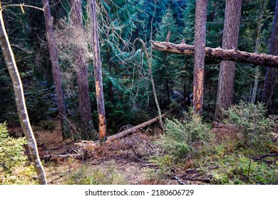 In a deep, dark larch tree forest. Larch wood background. Wilderness forest scene. Forest background