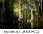 Deep Dark Swamp wood in Thailand