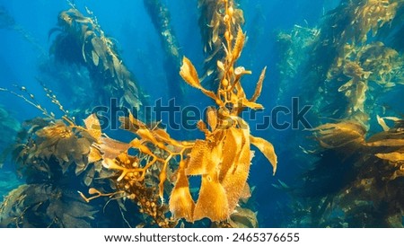Deep Down. Underwater image of kelp off the shores of California. Beautiful seaweed kelp forest in the Pacific Ocean