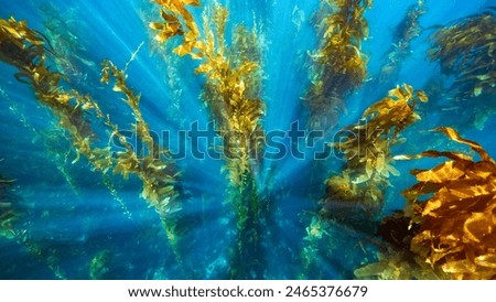 Deep Down. Underwater image of kelp off the shores of Catalina Island. 