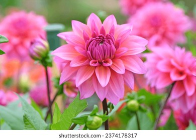 Deep dusky pink decorative dahlia 'Feline Yvonne' in flower.  - Shutterstock ID 2374178317
