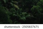 A deep evergreen rainforest, jungle, foliage, tropical wild forest, greenery canopy view, a top view or close up of tree in penang hill, concept of ecology, Earth day, biodiversity, mystery background
