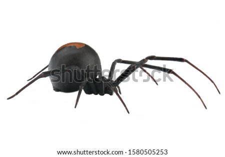 Deep focus of Black Widow Spider / red back spider isolated on White Background