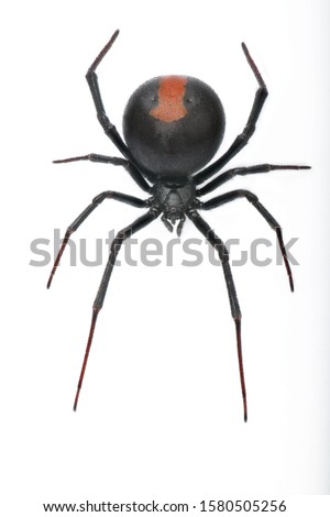 Deep focus of Black Widow Spider / red back spider isolated on White Background