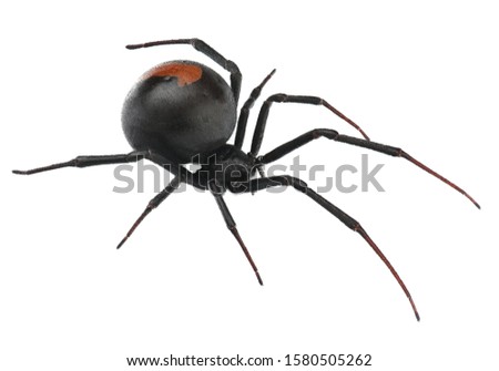 Deep focus of Black Widow Spider / red back spider isolated on White Background