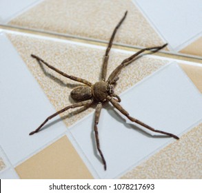 Deep focus of Huntsman spider isolate on plain back ground.
