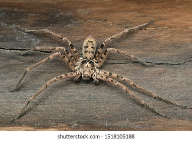 30 Heteropoda maxima Images, Stock Photos & Vectors | Shutterstock