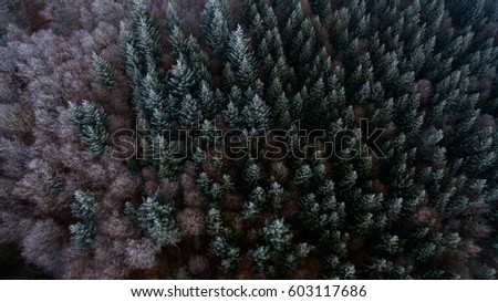 Deep forest from above