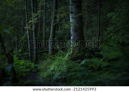deep forest atmospheric moody green wood land mystic environment space with focus on a tree bark with a lot of plants 