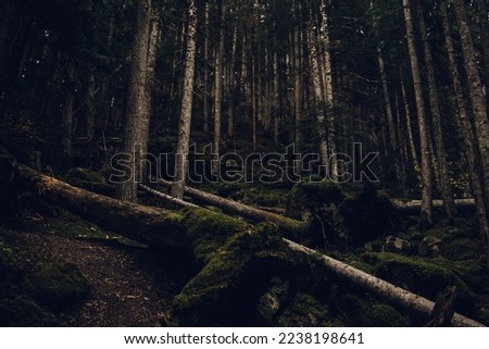 a deep forest in autumn