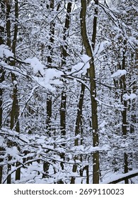Deep forest background with branches and tree trunks covered in clean snow. Ideal for themes of ecological purity, conservation, and the serene beauty of the untouched winter season.