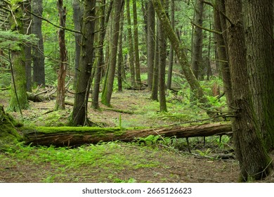 Deep forest of eastern hemlock trees, Tsuga canadensis, with ferns and fallen logs, along the Sugar River in Newport, New Hampshire in springtime. 