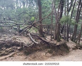 Deep forest with fallen tree branches