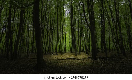 Deep In The Forest Of Fontainebleau