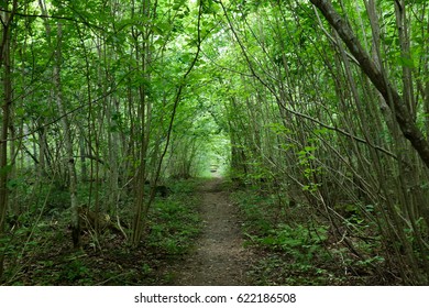 Deep Forest Hiking Trail In Estonia