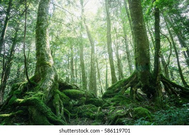 Deep Forest, Japanese Primeval Forest.