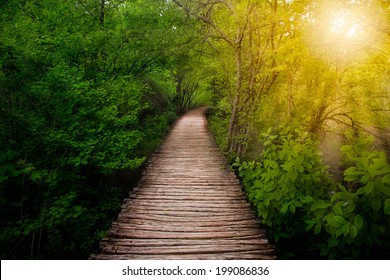 Deep forest pathway in the sunshine. Plitvice lakes, Croatia