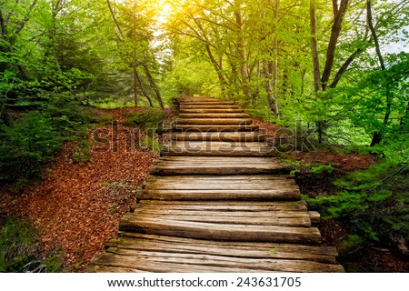 Deep forest pathway in the sunshine. Plitvice lakes, Croatia