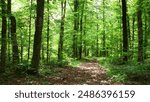 Deep forest summer woods background