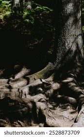 Deep in a forest, tree roots spread out, casting intricate shadows over the ground, highlighting the natural beauty of the woodland.