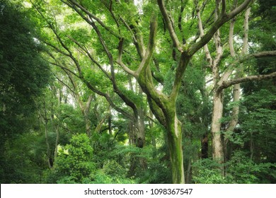 Deep forest trees