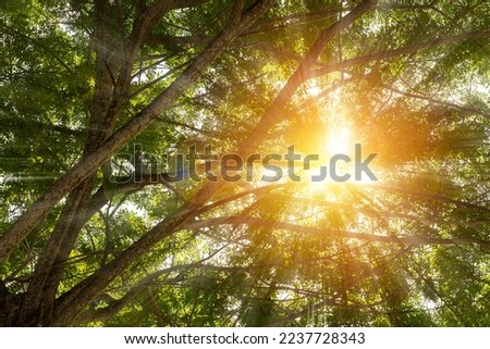 Deep forest trees and sunlight. Forest tall trees pine grass sun rays, beautiful rays of sunlight shining through the vibrant lush green foliage and creating a dynamic scenery of light and shadow