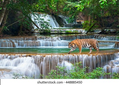 Deep forest waterfall at Mae Khamin waterfall National Park Kanchanaburi Thailand, a tiger is walking.