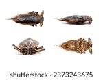 deep fried Giant water bug on white background