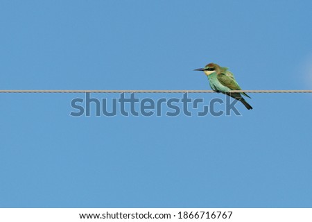 deep green bird of the bee-bird species perched on a wire looking to the side
