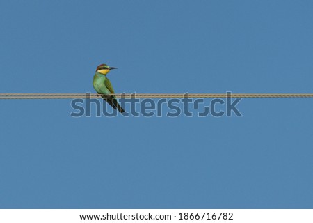 deep green bird of the bee-bird species perched on a wire looking to the side