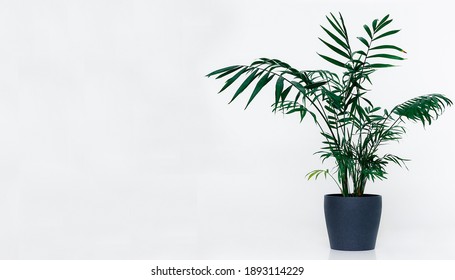 1,003 Kentia Palm Images, Stock Photos & Vectors | Shutterstock